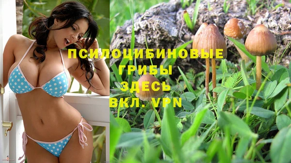 сатива Ельня